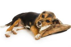 Chien chausson