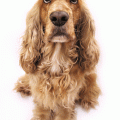 cocker spaniel