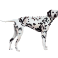 Dalmatien