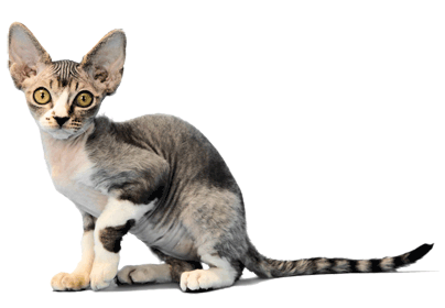 Devonrex