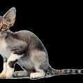 Devonrex