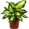 Dieffenbachia