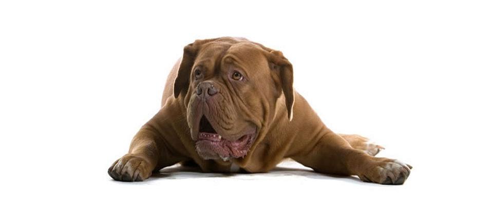 Dog de bordeaux