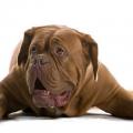 Dog de bordeaux