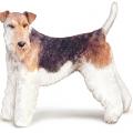 Fox terrier