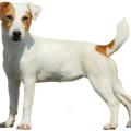 Jack russel