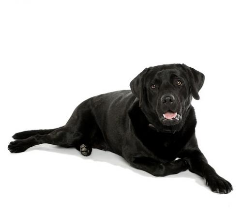 Labrador