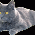 Le chartreux