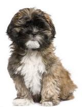 Lhassa apso 1