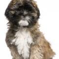 Lhassa apso 1