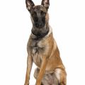 Malinois