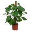 Philodendron