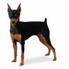 Pinscher