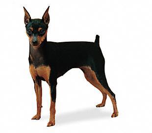 Pinscher