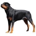 Rotweiller