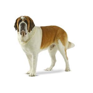 Saint bernard