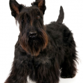 Scottish terrier