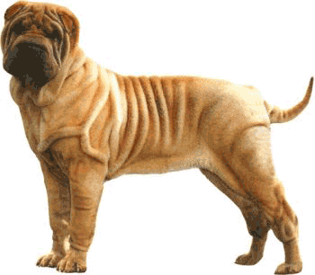 Shar pei