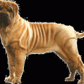 Shar pei