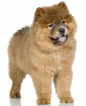 Chow Chow