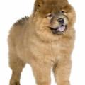 Chow Chow