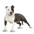 Staffordshire bull terrier