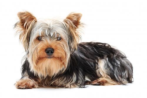 Yorkshire terrier