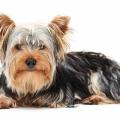 yorkshire-terrier